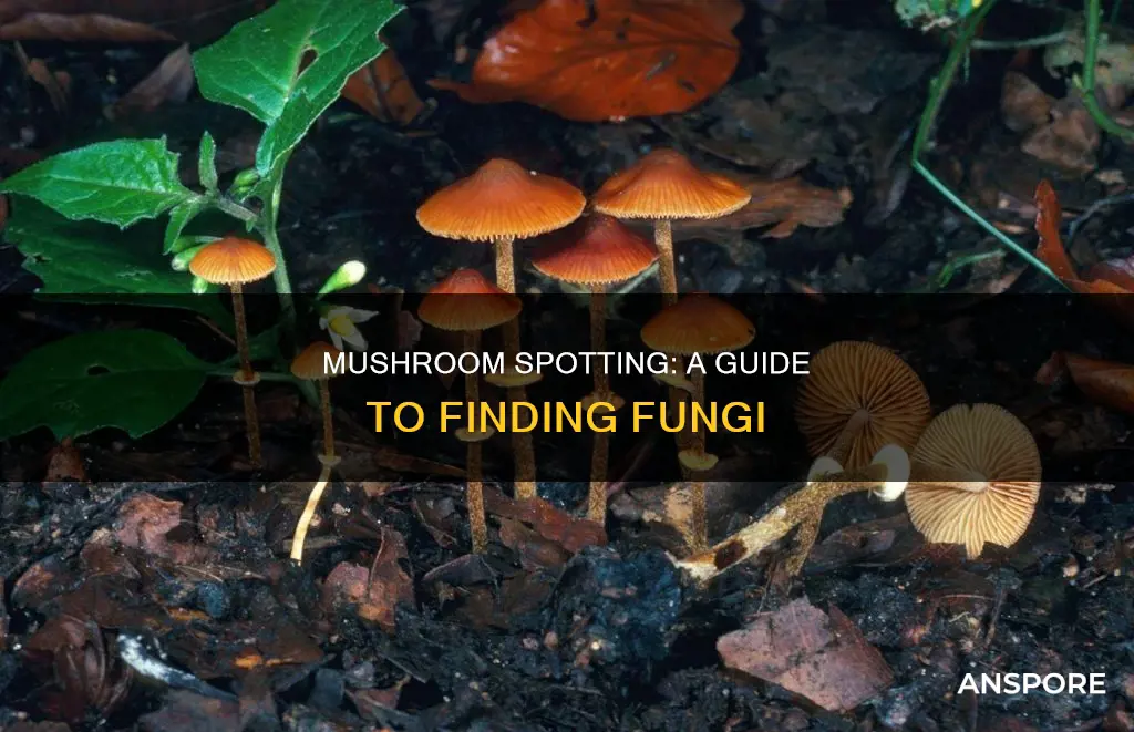 where l see mushrooms