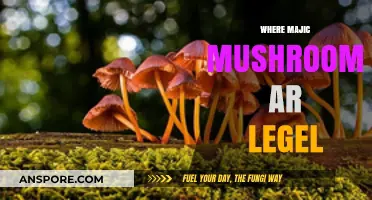 Magic Mushroom Legality: Where Are They Legal?