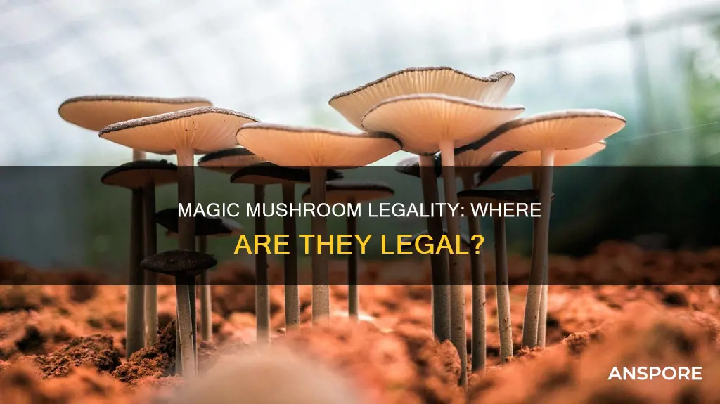 where majic mushrooms ar legel