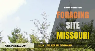 Missouri's Best Mushroom Foraging Sites