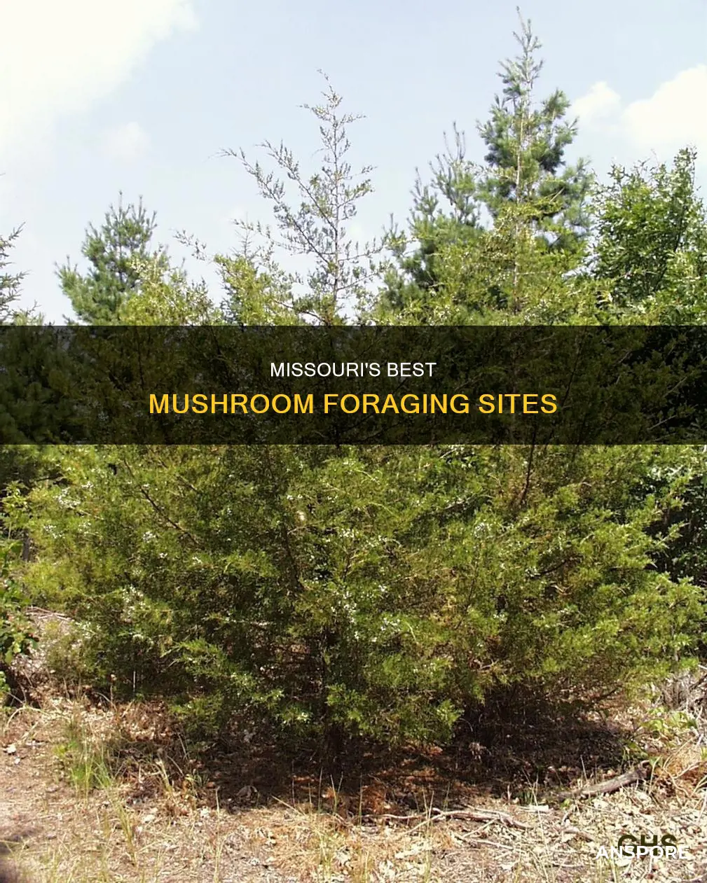 where mushroom foraging site missouri