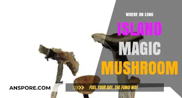 Exploring Long Island's Hidden Spots for Magic Mushrooms: A Guide