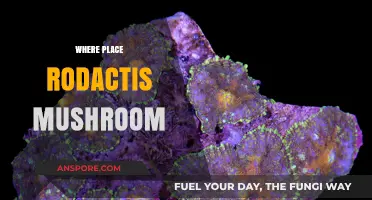 The Right Place for Rodactis Mushrooms