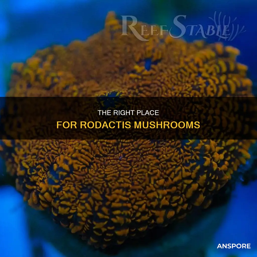 where place rodactis mushroom