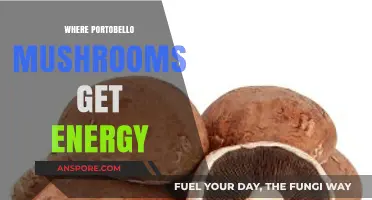 How Portobello Mushrooms Harness Energy: Unveiling Their Unique Survival Secrets
