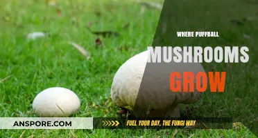 Discovering Puffball Mushrooms: Ideal Habitats and Growing Conditions Explained