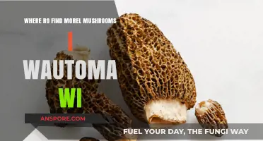 Discovering Morel Mushrooms in Wautoma, WI: Top Spots & Tips