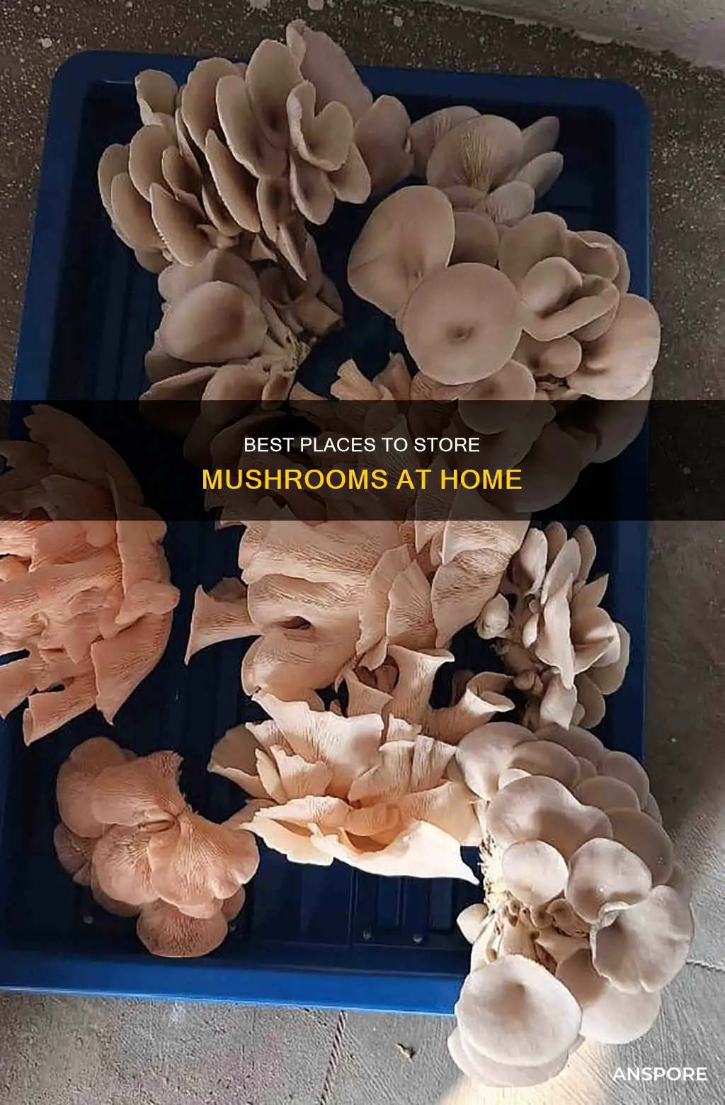 where shojld j store mushrooms