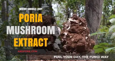 Best Places to Purchase High-Quality Poria Mushroom Extract Online