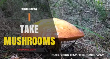 Best Places to Take Mushrooms