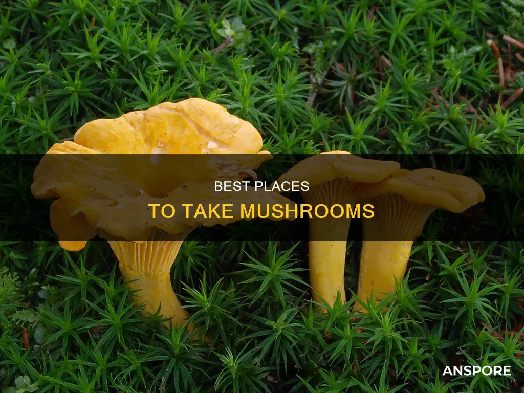 where should i take mushrooms