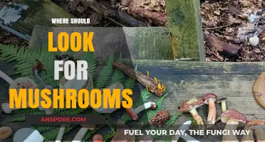 Mushroom Hunting: Best Places to Forage