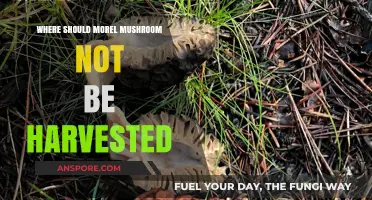 Avoid These Spots: Where Not to Harvest Morel Mushrooms Safely