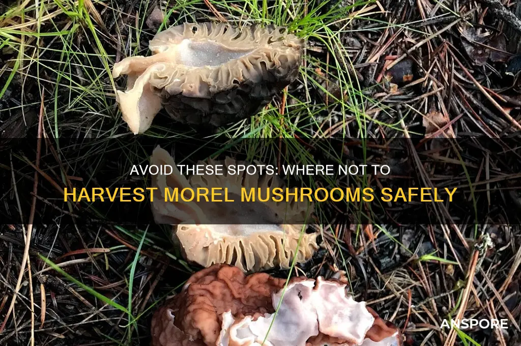 where should morel mushroom not be harvested