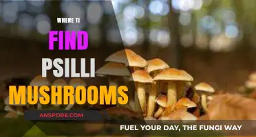 Discovering Psilli Mushrooms: Top Locations and Foraging Tips