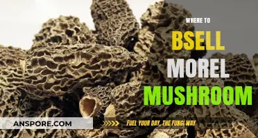 Top Spots to Sell Morel Mushrooms for Maximum Profit