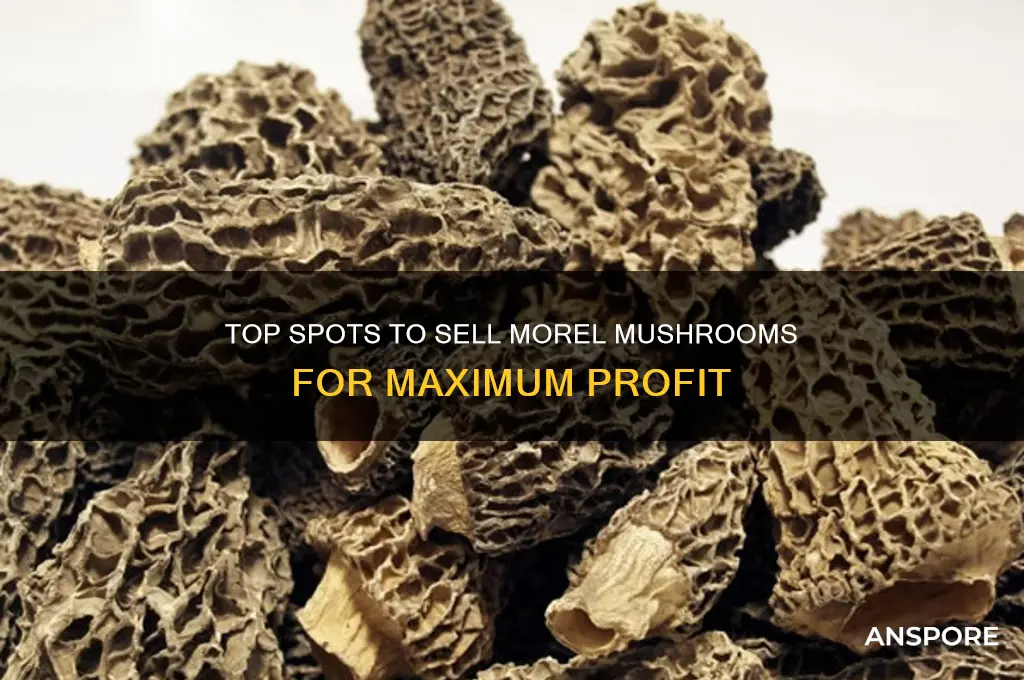 where to bsell morel mushrooms