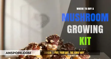 Best Places to Purchase Mushroom Growing Kits for Beginners