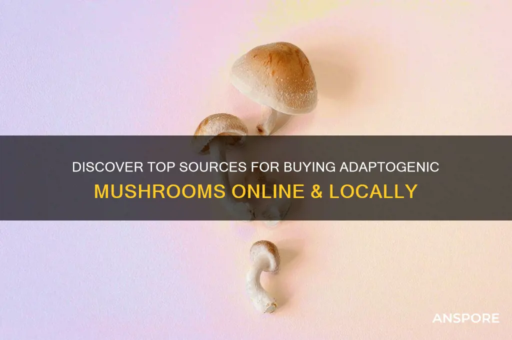 where to buy adaptogenic mushrooms