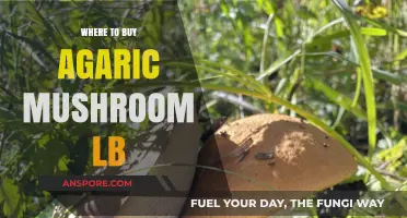 Best Places to Buy Agaric Mushroom by the Pound Online
