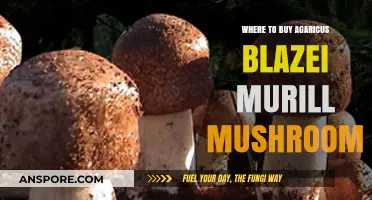 Discover Top Sources to Buy Agaricus Blazei Murill Mushrooms