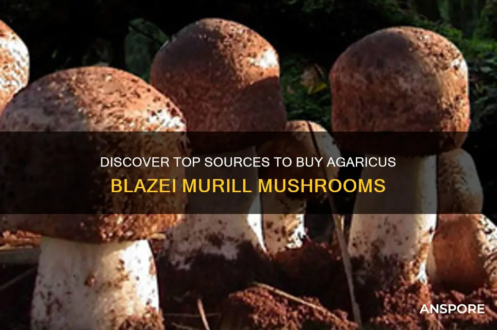 where to buy agaricus blazei murill mushroom
