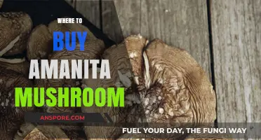 Discover the Best Sources to Buy Amanita Mushrooms Safely and Legally