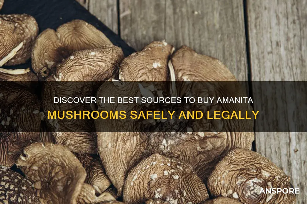 where to buy amanita mushroom