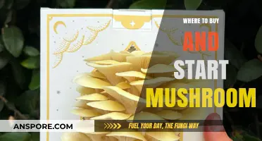 Best Places to Buy and Start Growing Mushrooms at Home