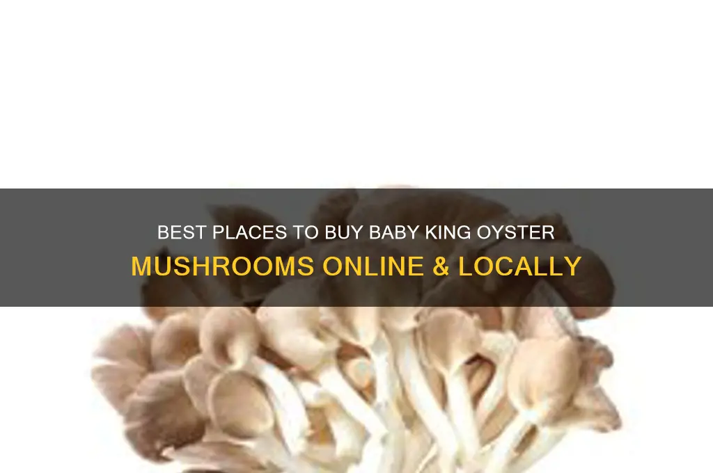 where to buy baby king oyster mushroom