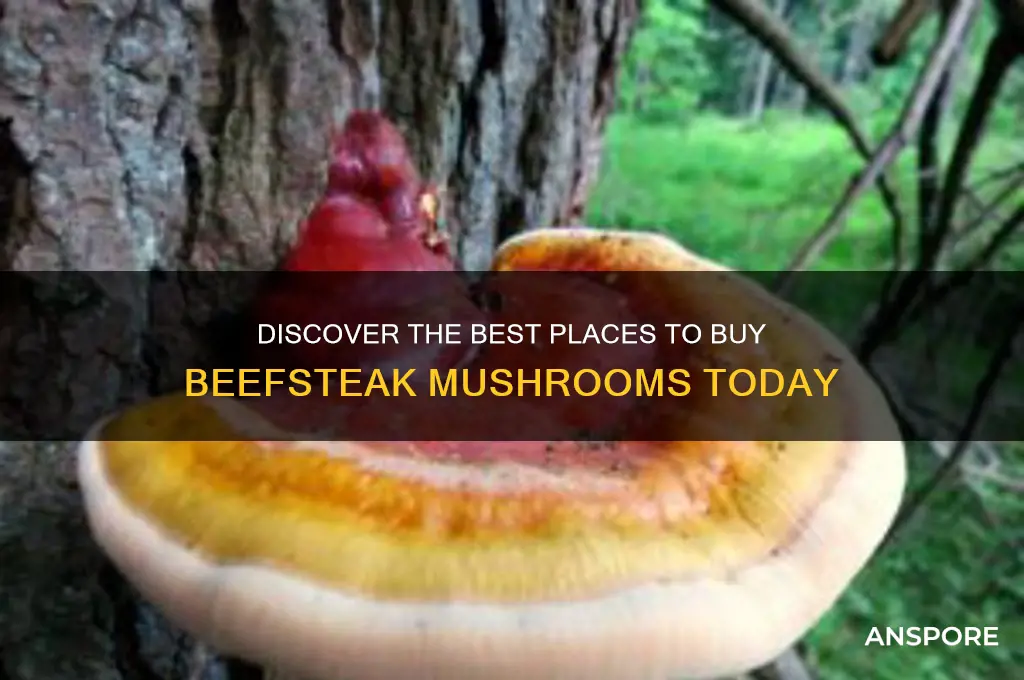 where to buy beefsteak mushrooms