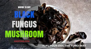 Discover Top Sources to Buy Black Fungus Mushroom Online & Locally