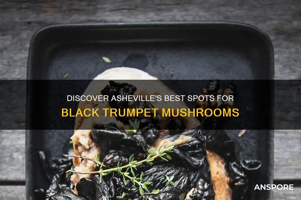 where to buy black trumpet mushrooms in asheville nc