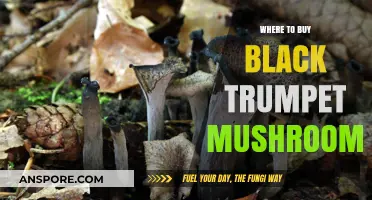 Discover the Best Sources to Buy Black Trumpet Mushrooms Online & Locally