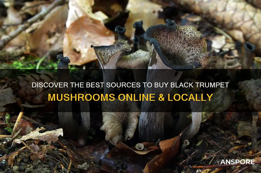 where to buy black trumpet mushrooms