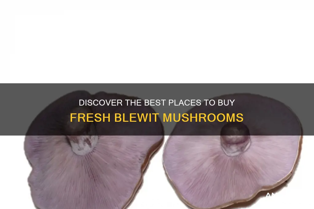 where to buy blewit mushrooms