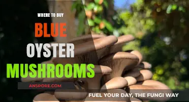 Discover Top Spots to Buy Fresh Blue Oyster Mushrooms