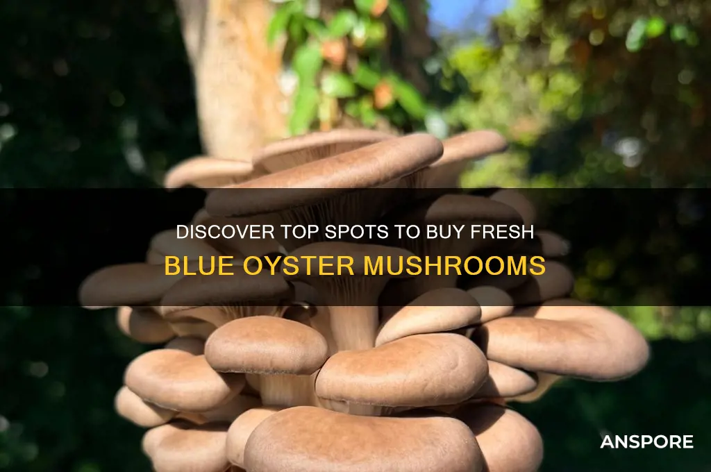 where to buy blue oyster mushrooms