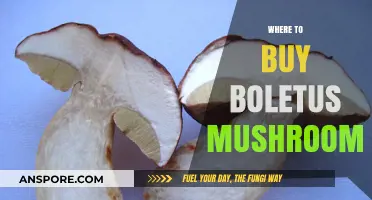 Discover the Best Places to Buy Boletus Mushrooms Online & Locally