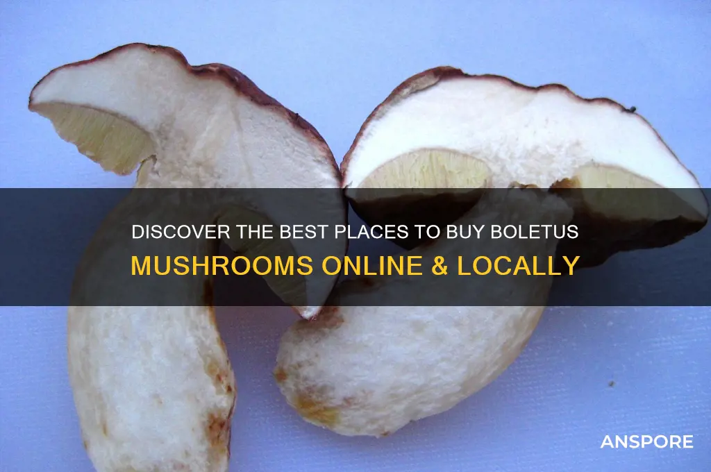 where to buy boletus mushrooms