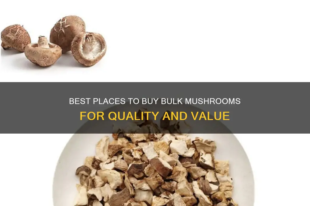 where to buy bulk mushrooms