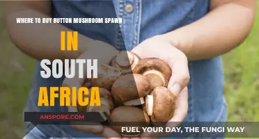 Best Places to Buy Button Mushroom Spawn in South Africa