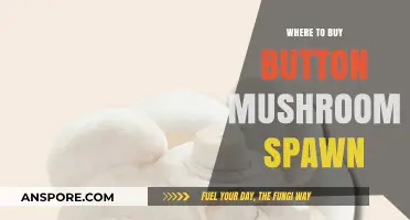 Best Places to Purchase High-Quality Button Mushroom Spawn Online