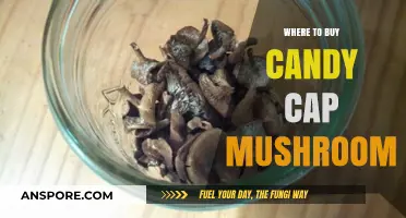 Discover the Best Places to Buy Candy Cap Mushrooms Online