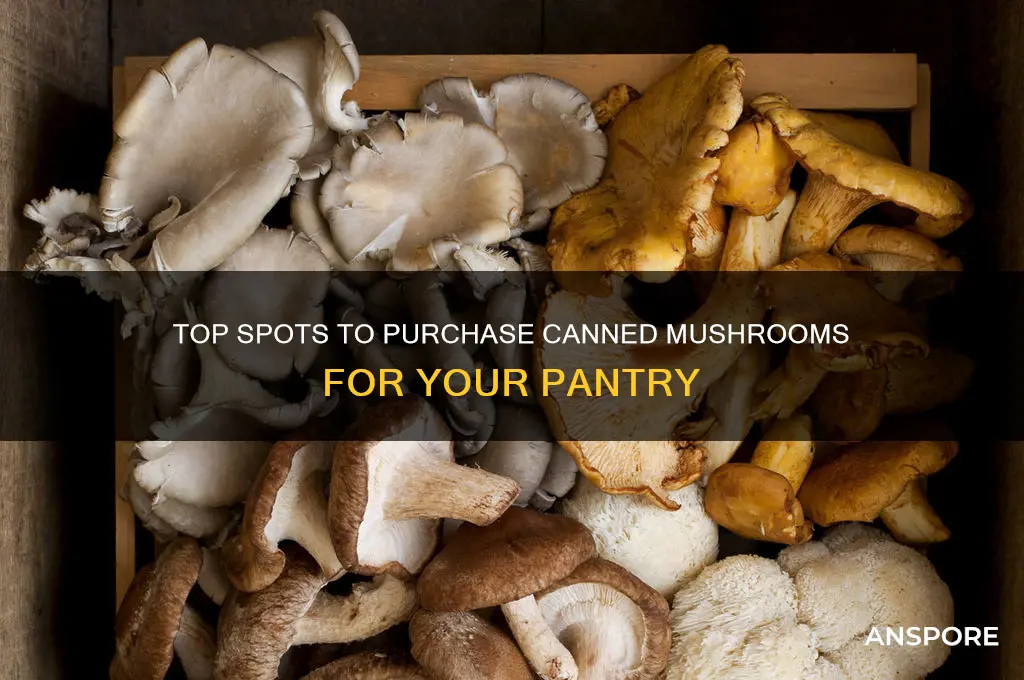 where to buy canned mushrooms