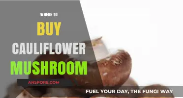Discover the Best Places to Buy Cauliflower Mushrooms Online & Locally