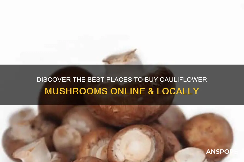 where to buy cauliflower mushroom