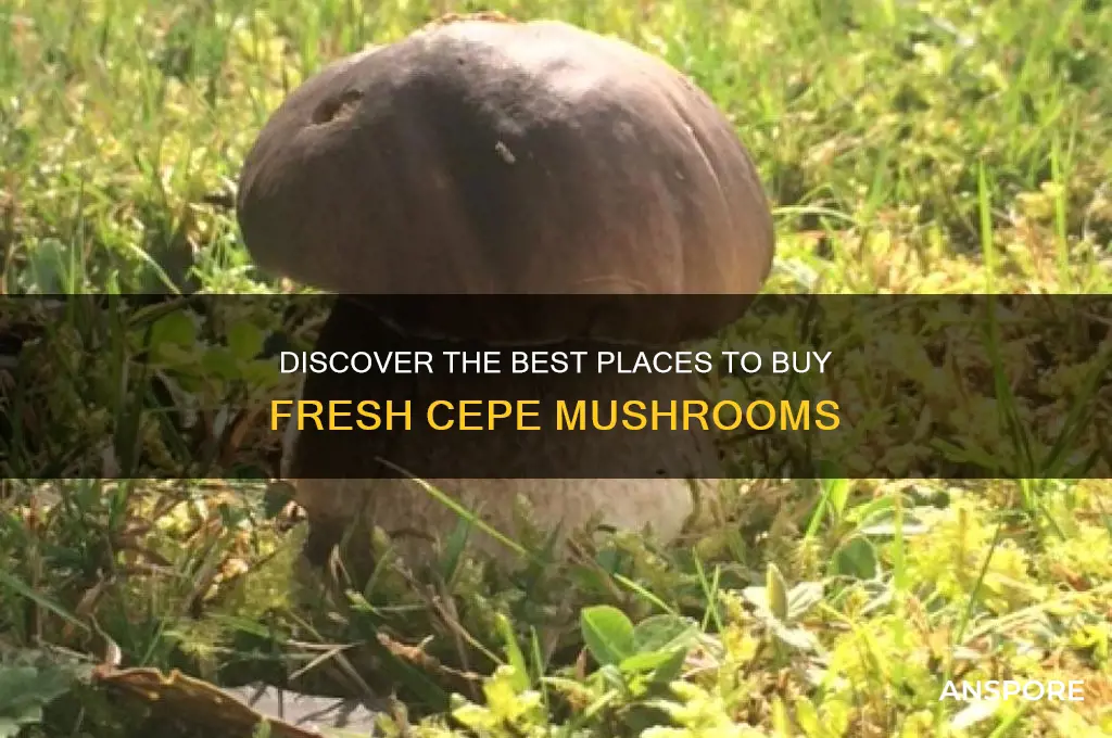 where to buy cepe mushrooms