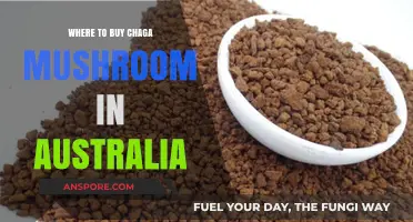 Discover Top Chaga Mushroom Suppliers in Australia: Your Ultimate Guide