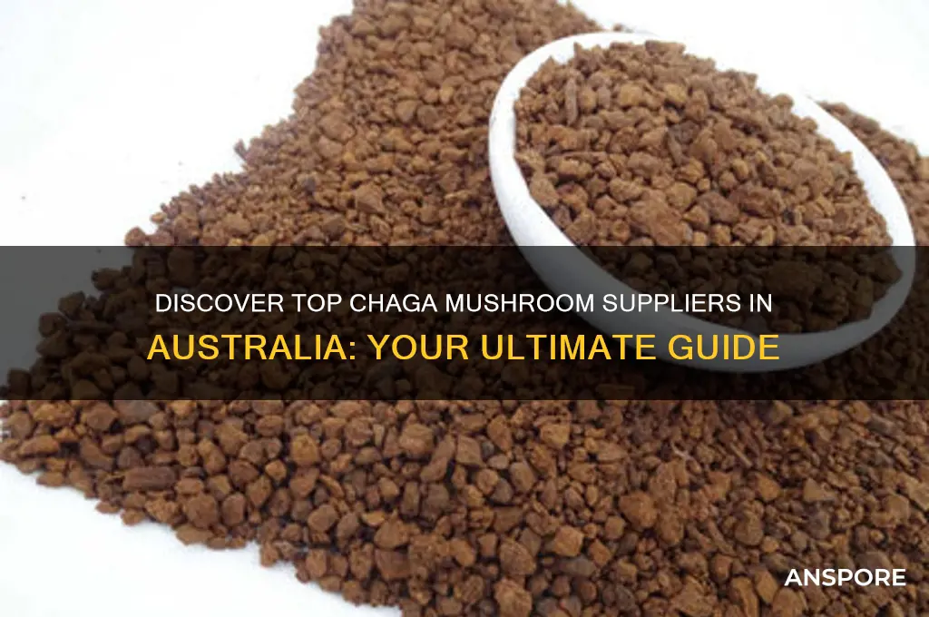 where to buy chaga mushroom in australia